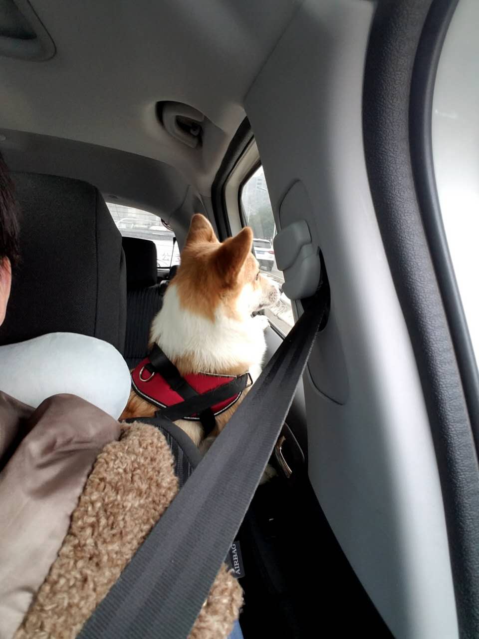 萌蠢柯基 eleven 9 - acfun弹幕视频网 - 认真你就输啦 (?ω?