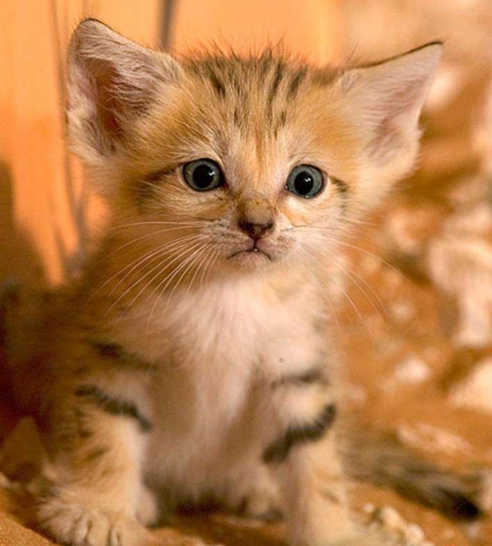 兽娘动物园动物大科普vol.1——沙丘猫