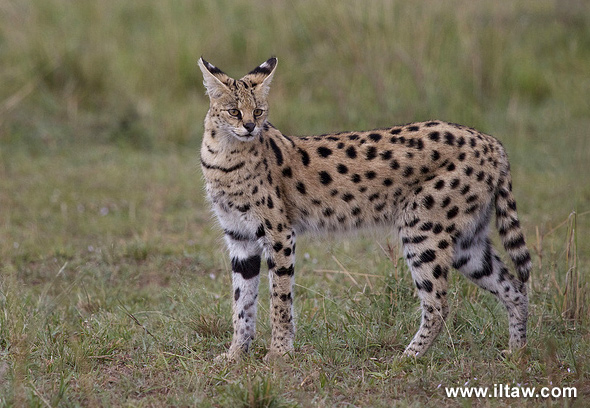 薮猫,学名leptailurus serval,属于哺乳纲——真兽亚纲——食肉目