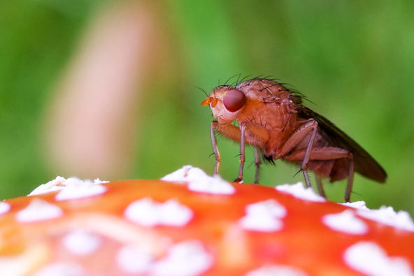 果壳【2017年物种日历】4月20日 毒蝇伞