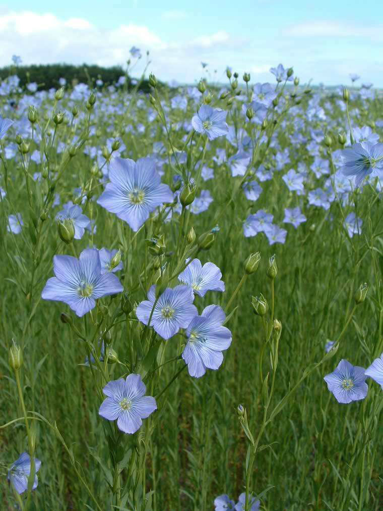 植物塗鴉(麥李郁李櫻花玉蘭蒲公英黃花菜亞麻草莓)