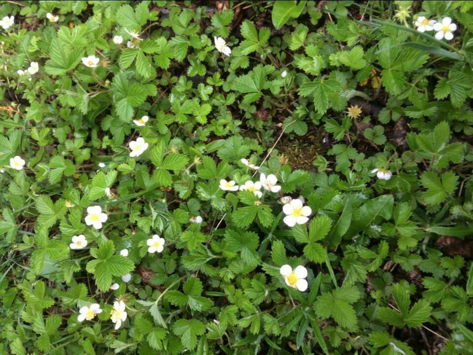 植物塗鴉(麥李郁李櫻花玉蘭蒲公英黃花菜亞麻草莓)