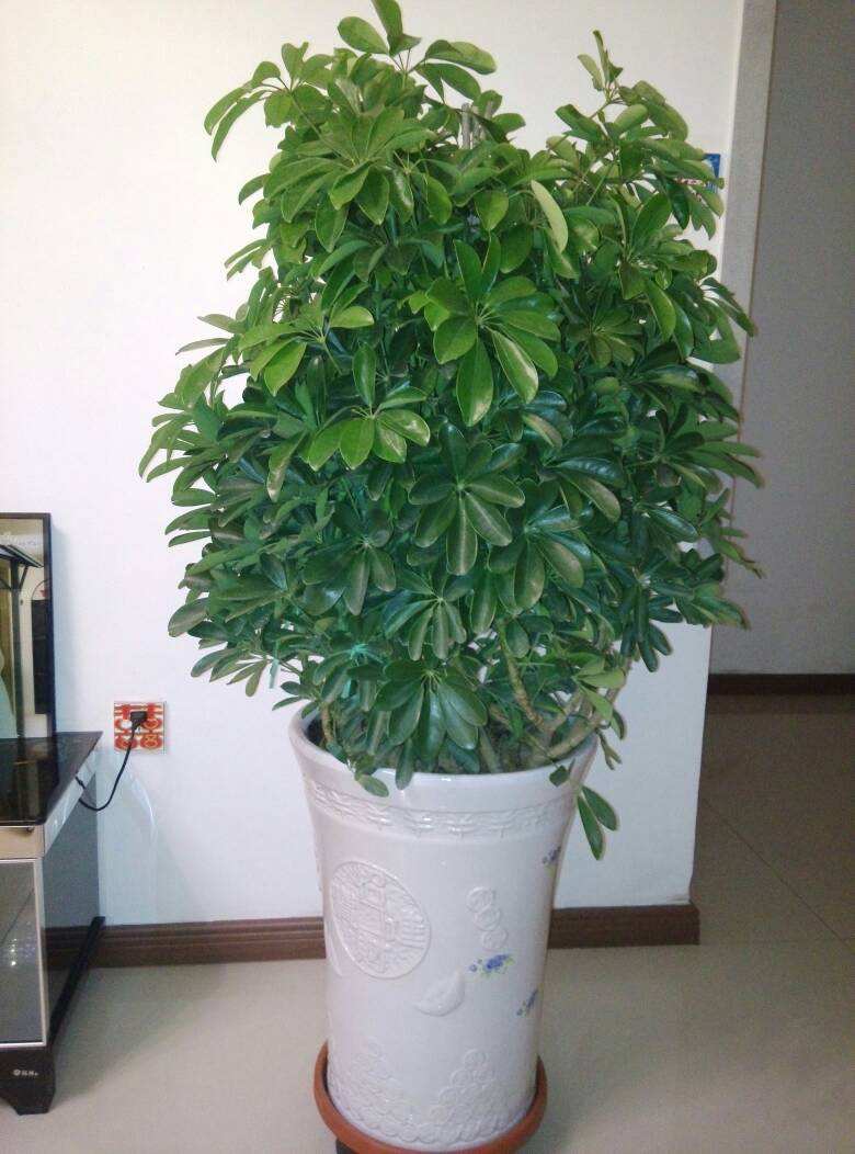 植物涂鸦(榆树(榆科榆属),灰绿藜慈姑二月兰高山杜鹃胡萝卜鸭掌木)