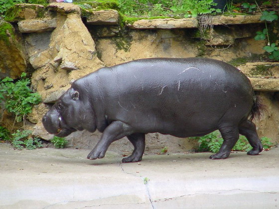 倭河马与薮猫酱的体型比较,这个倭河马可是成年体哦,希望第二季能见到