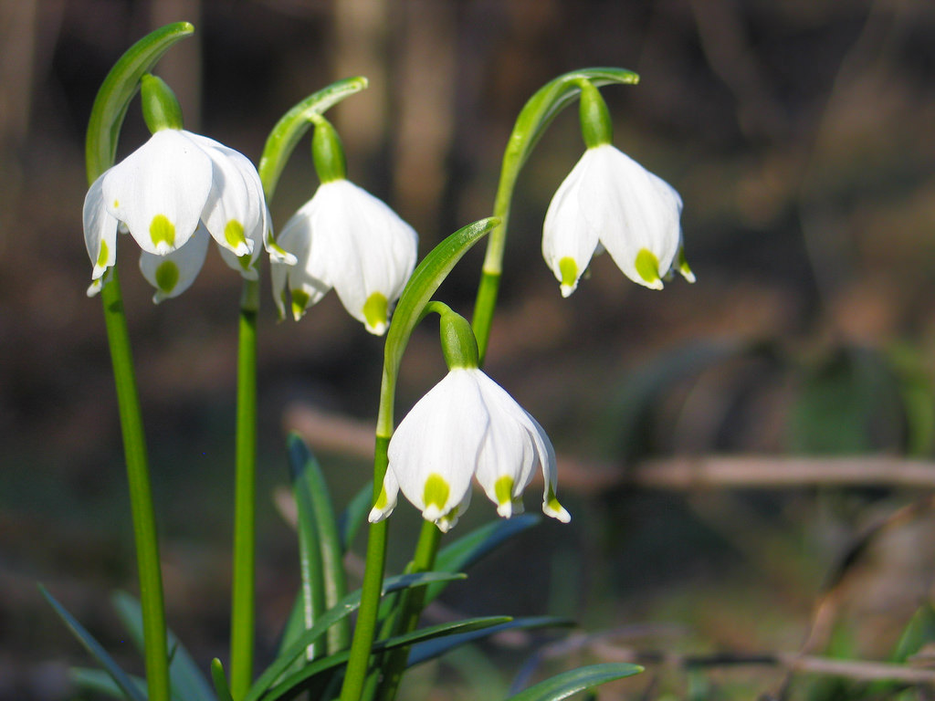 综合 还有就是雪片莲和夏雪片莲,这二位花期的铃兰差不多,但是地下