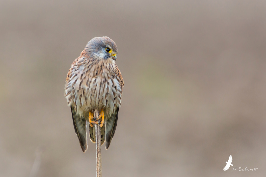 果壳【2017年物种日历】6月24日 红隼
