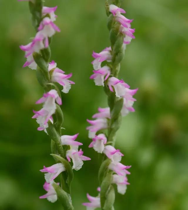 果壳【2017年物种日历】6月25日 绶草