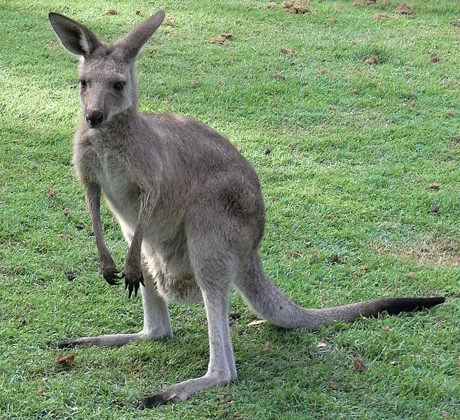 东部灰大袋鼠eastern     grey kangaroo,尾尖颜色明显更深