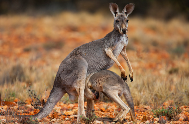 果壳【2017年物种日历】6月26日 红大袋鼠