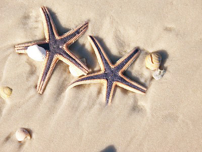 果壳【2017年物种日历】7月5日 皇家海星