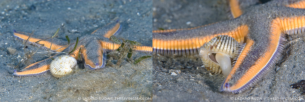 果壳2017年物种日历7月5日皇家海星