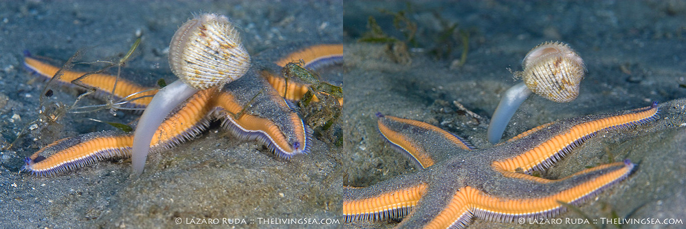果壳2017年物种日历7月5日皇家海星