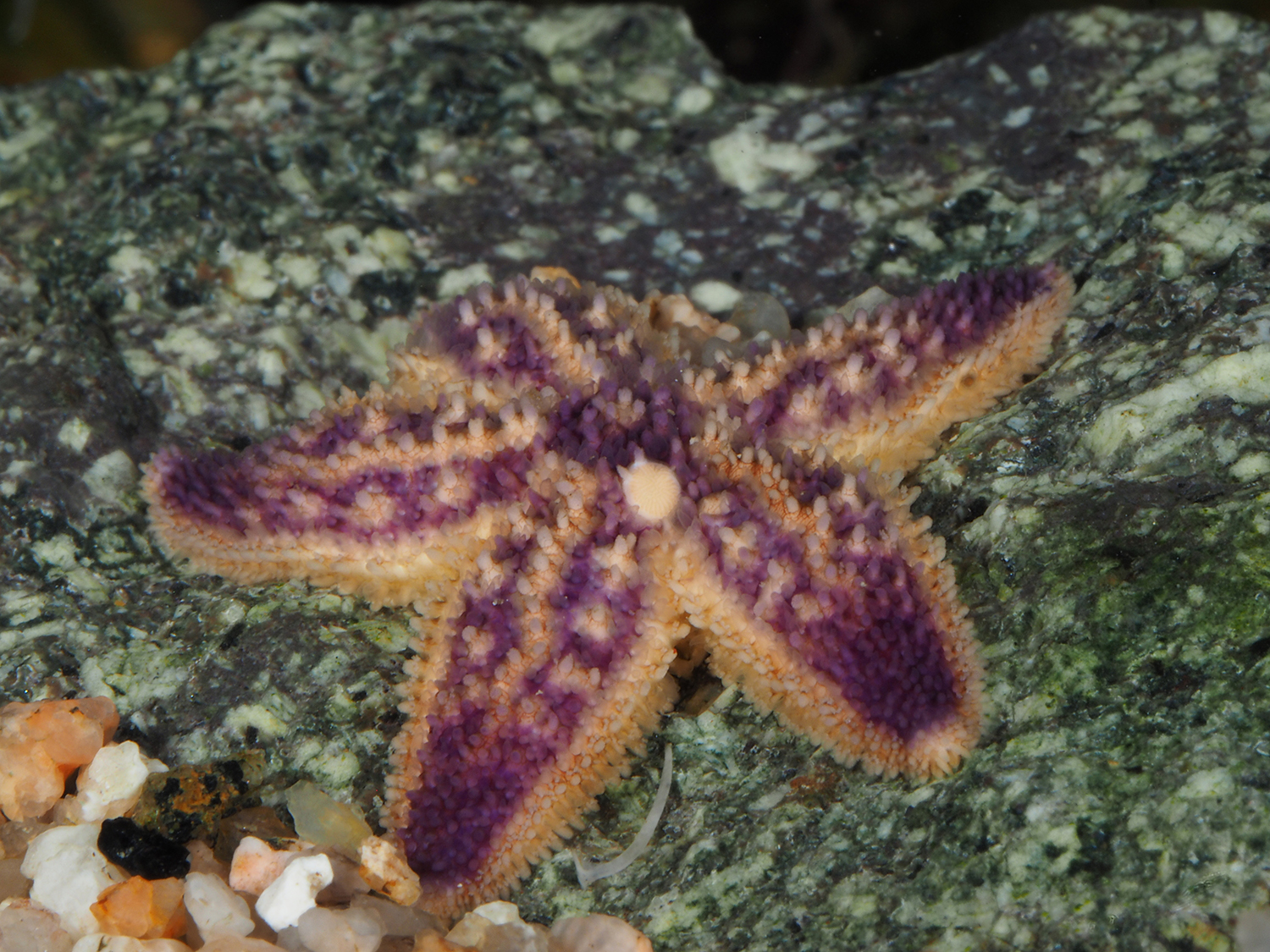 多棘海盘车的模样.图片:张小蜂