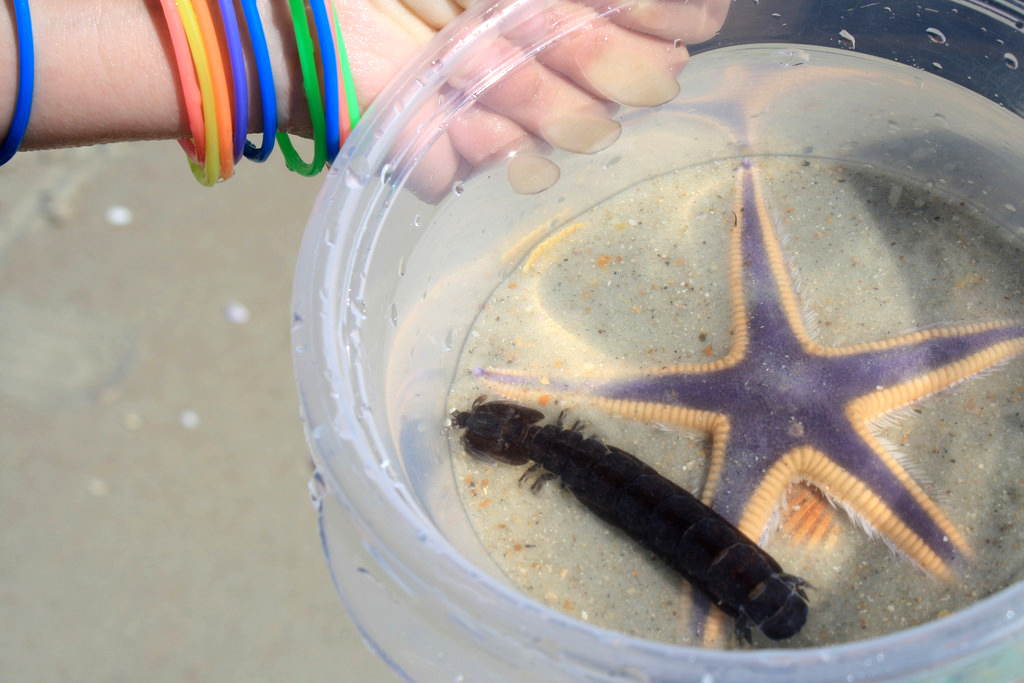 果壳【2017年物种日历】7月5日 皇家海星