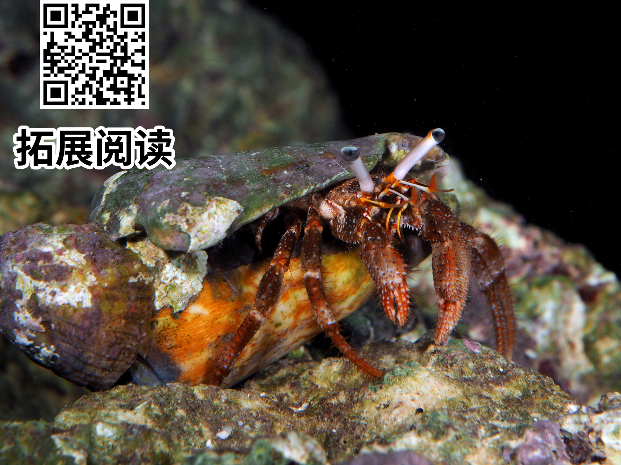 果壳2017年物种日历7月5日皇家海星