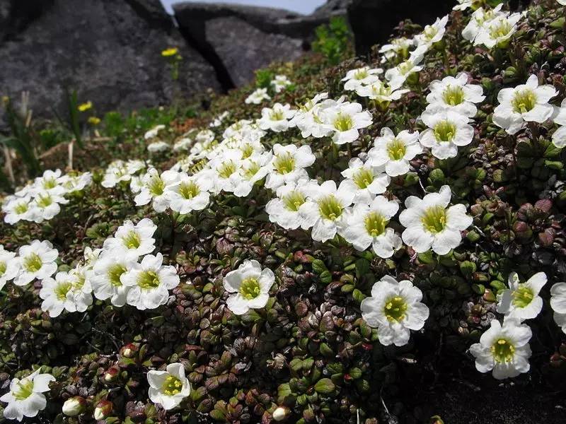 岩梅diapensia lapponica.图片:qwert1234 / wikipedia