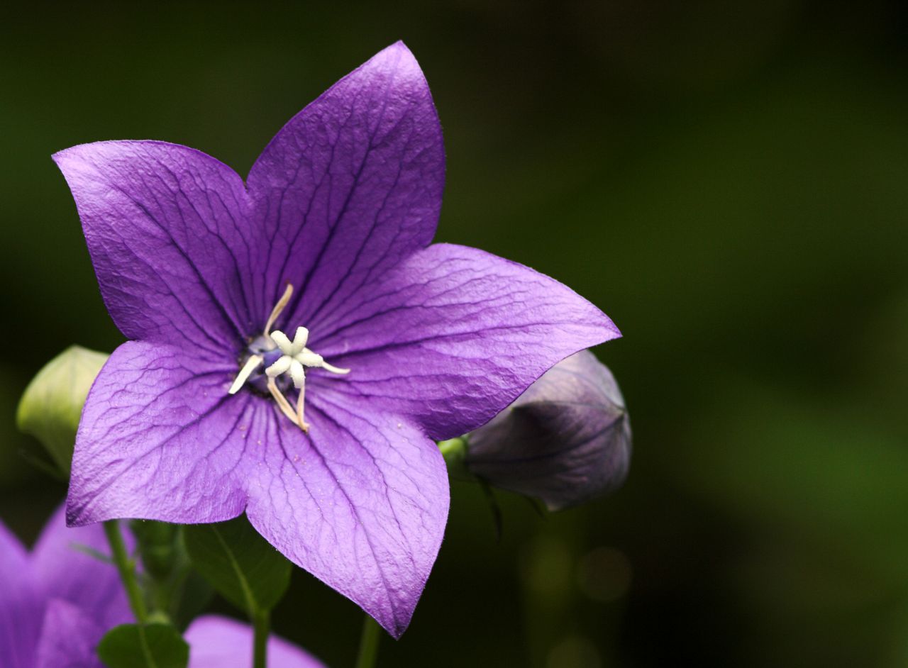 连续三年都出现的物种不多见,上次是狗尾草,这次的桔梗也算一个.