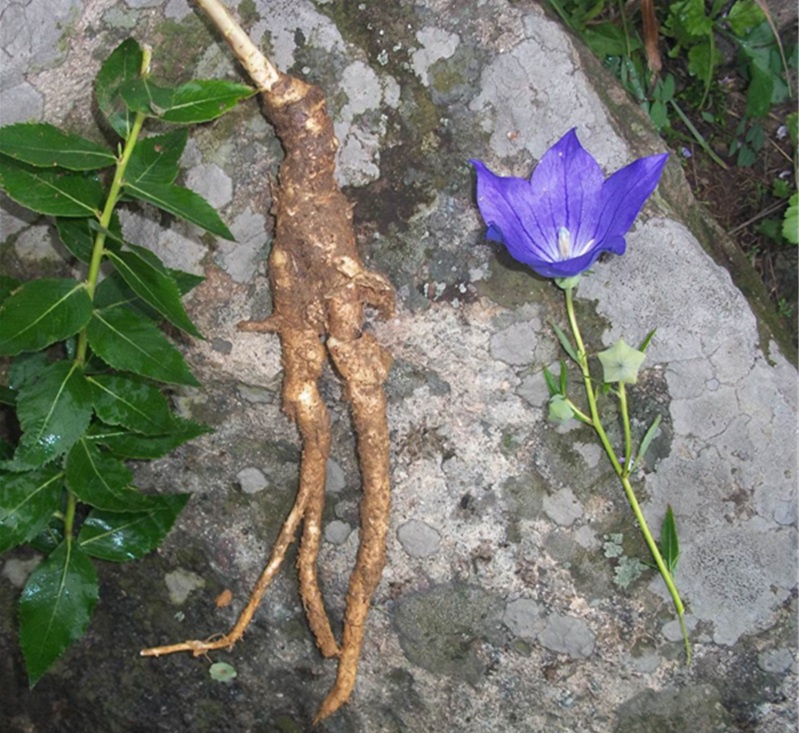 今年物种日历的主题是"萌",这个土了吧唧的山野之物又上榜了