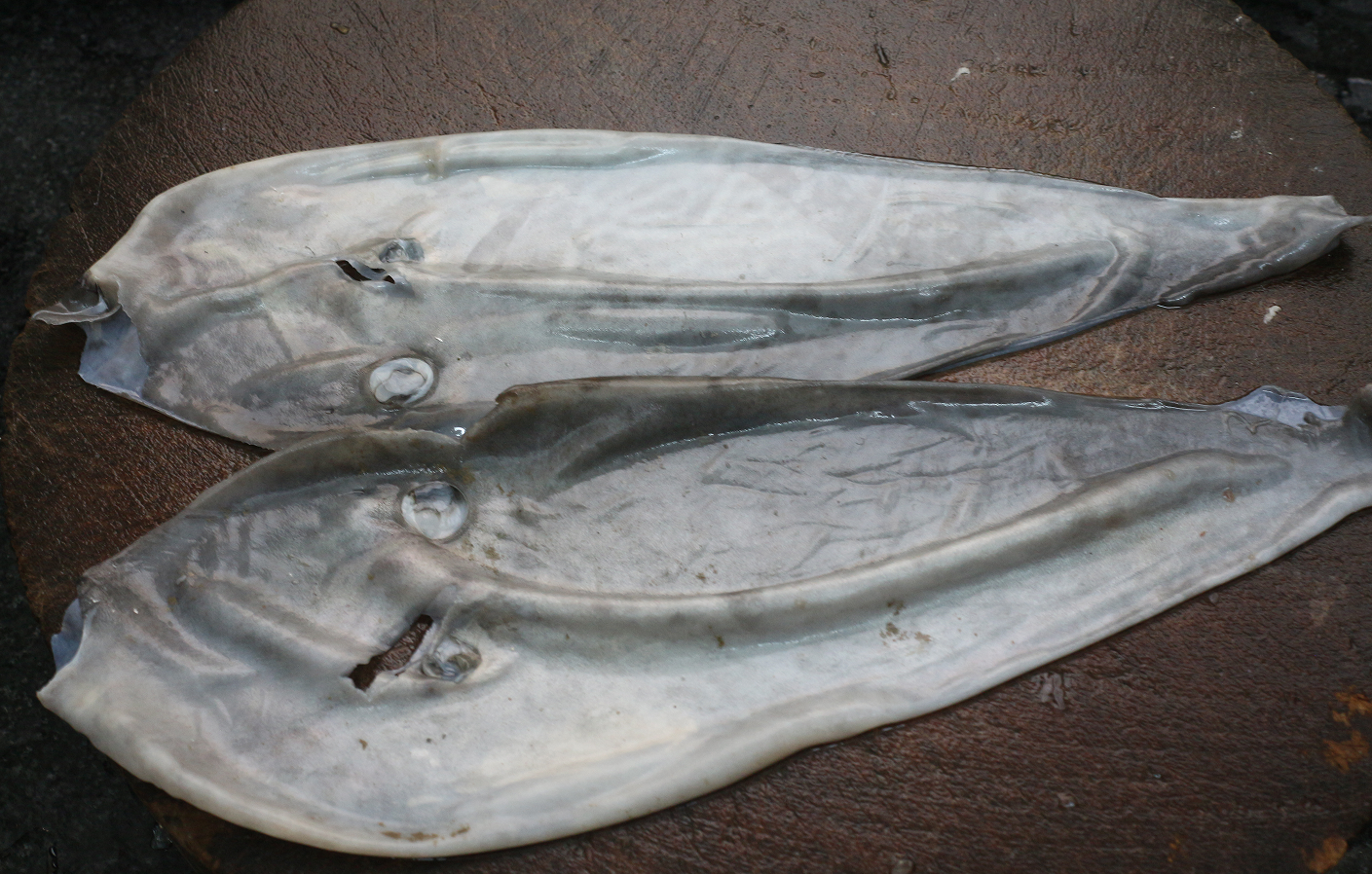 认真做鱼系列09单角革鲀新鲜鲨鱼