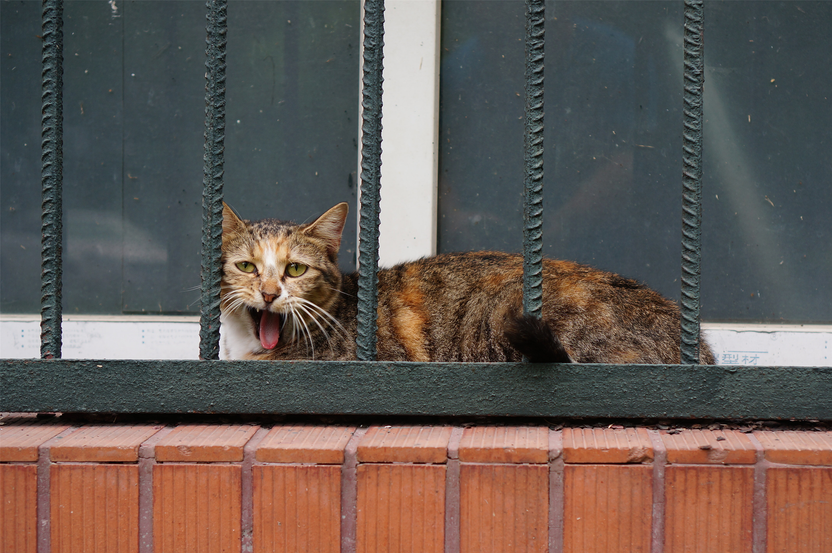 学校里的猫 之三 (多图杀流量,建议在wifi环境观看)