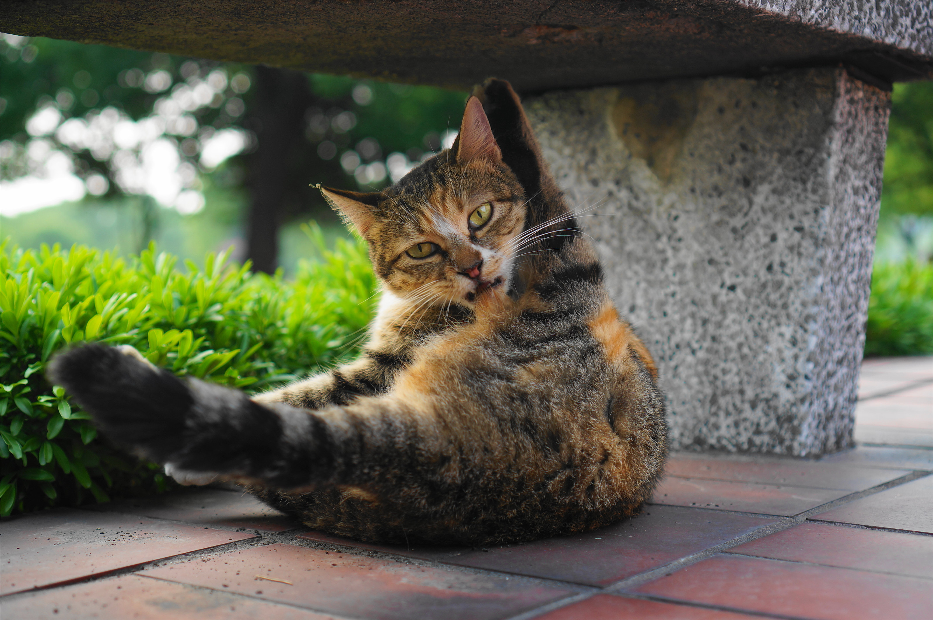 学校里的猫 之三 (多图杀流量,建议在wifi环境观看)