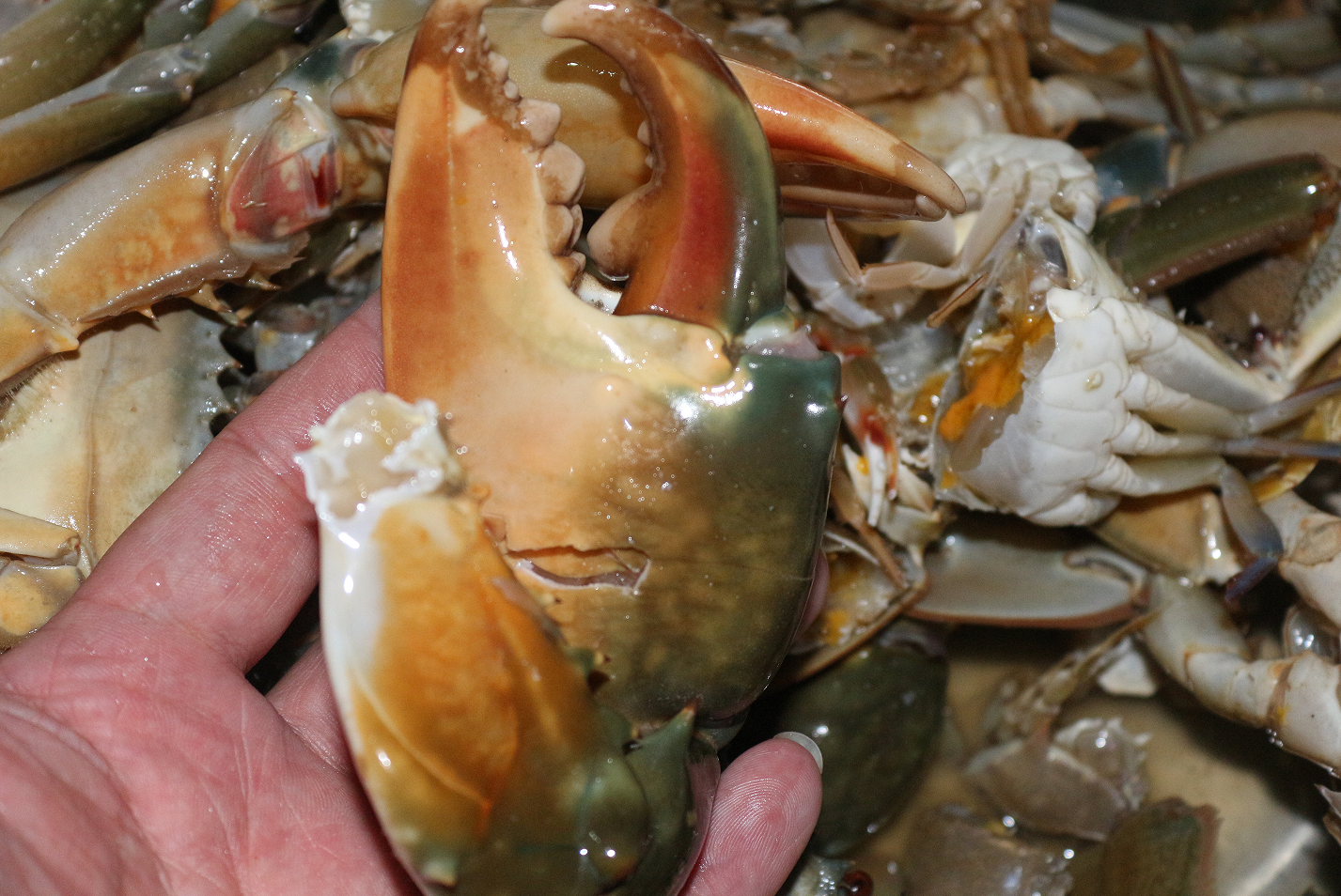 【认真做鱼系列40】青蟹(周常超大招)