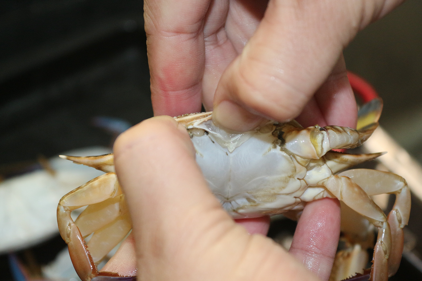 从菊花用力往上掀开蟹盖,要抓稳,注意保护指甲