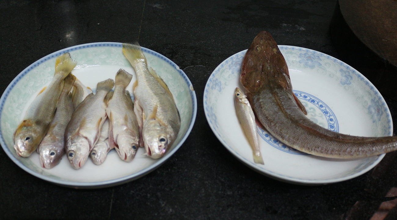 认真做鱼系列53皮氏叫姑鱼