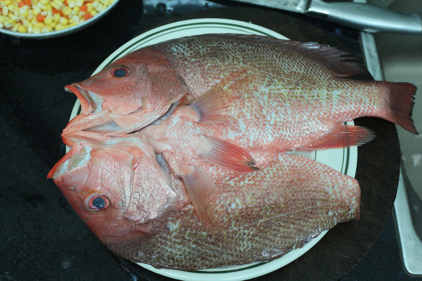 【认真做鱼系列54】红笛鲷 - acfun弹幕视频网 - 认真你就输啦 (?ω?