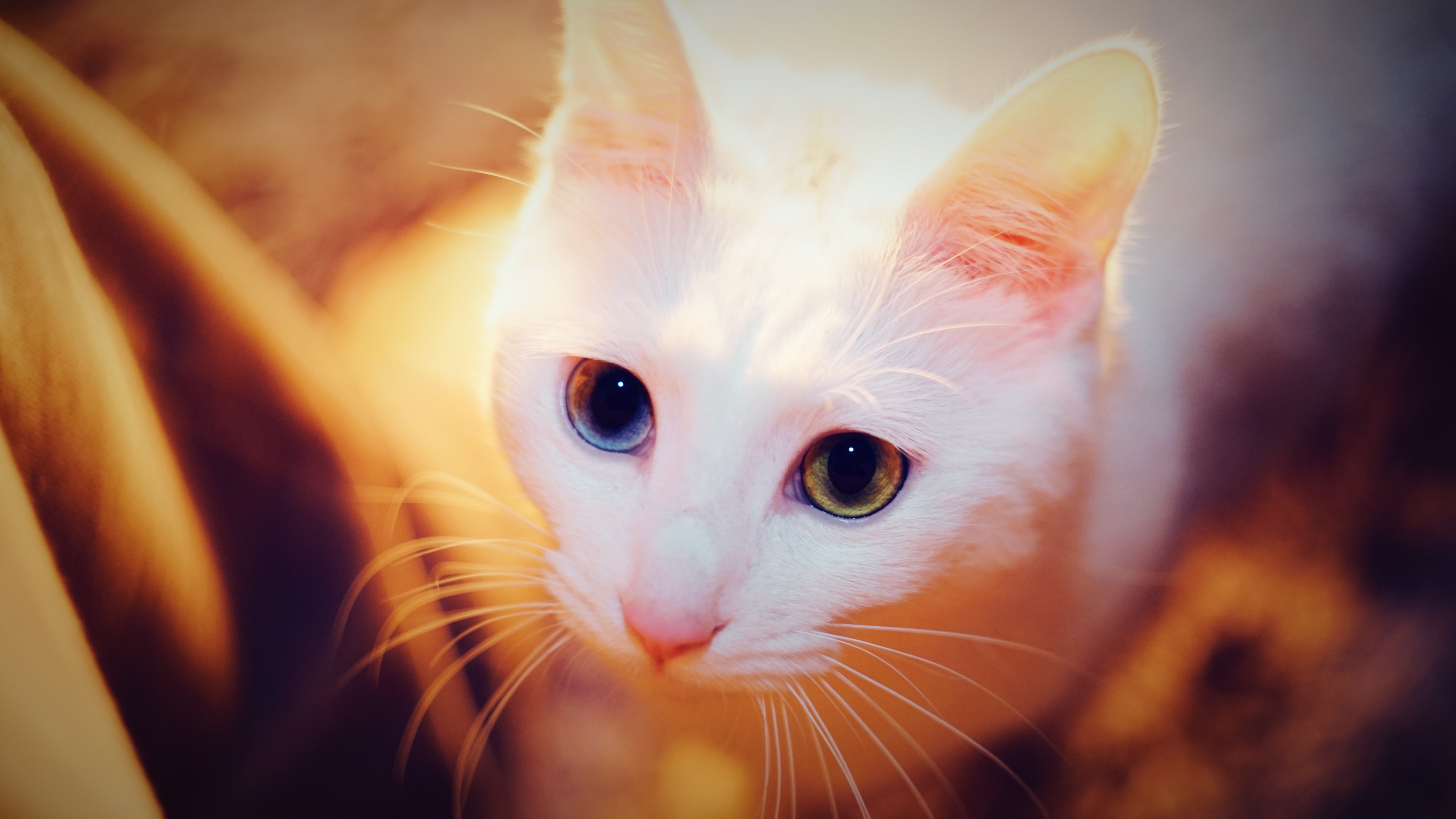 不正常宠物两只丑猫