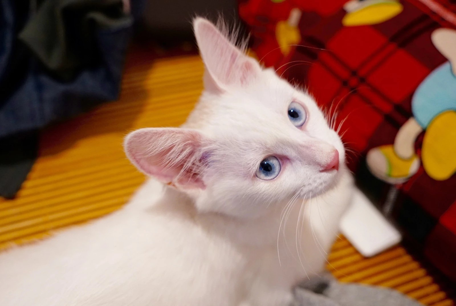 【不正常宠物】两只丑猫 - acfun弹幕视频网 - 认真你就输啦 (?ω?