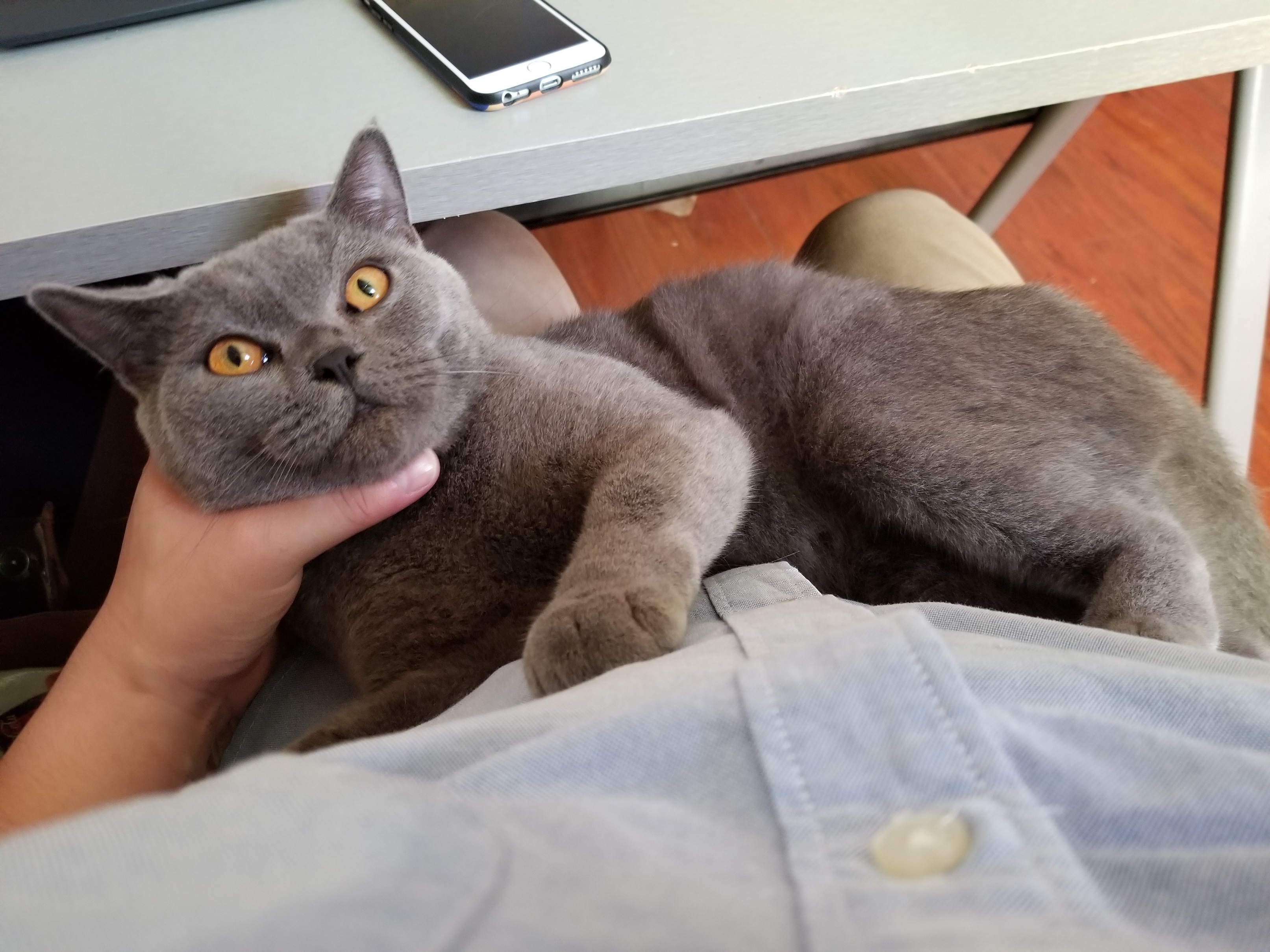 【不正常宠物】蓝猫一只