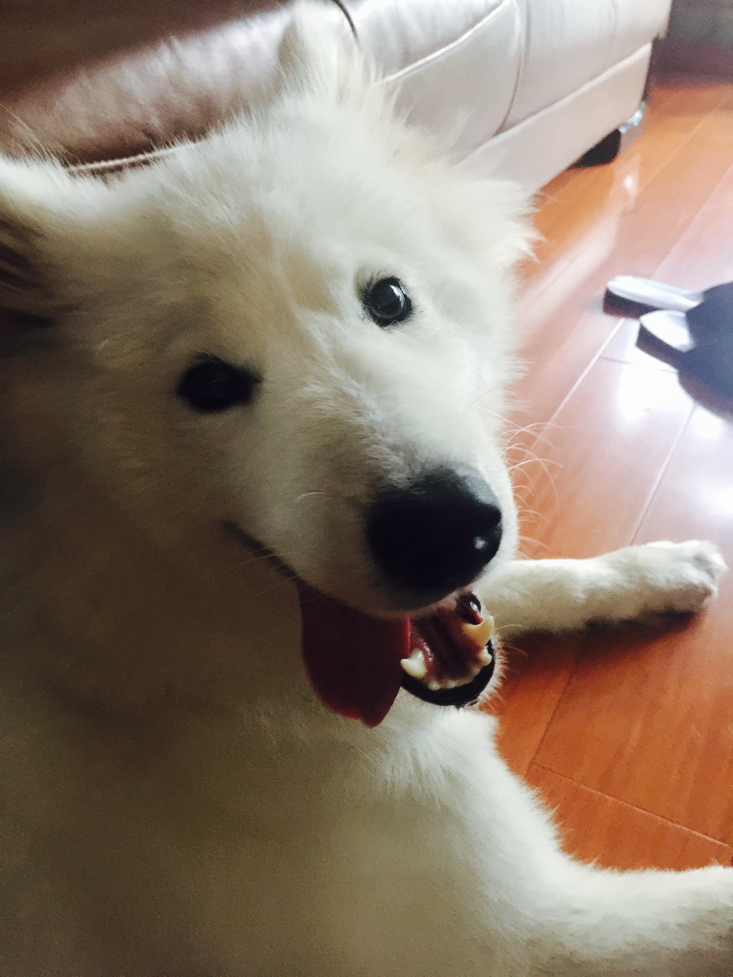 【不正常宠物】一只傻摩耶