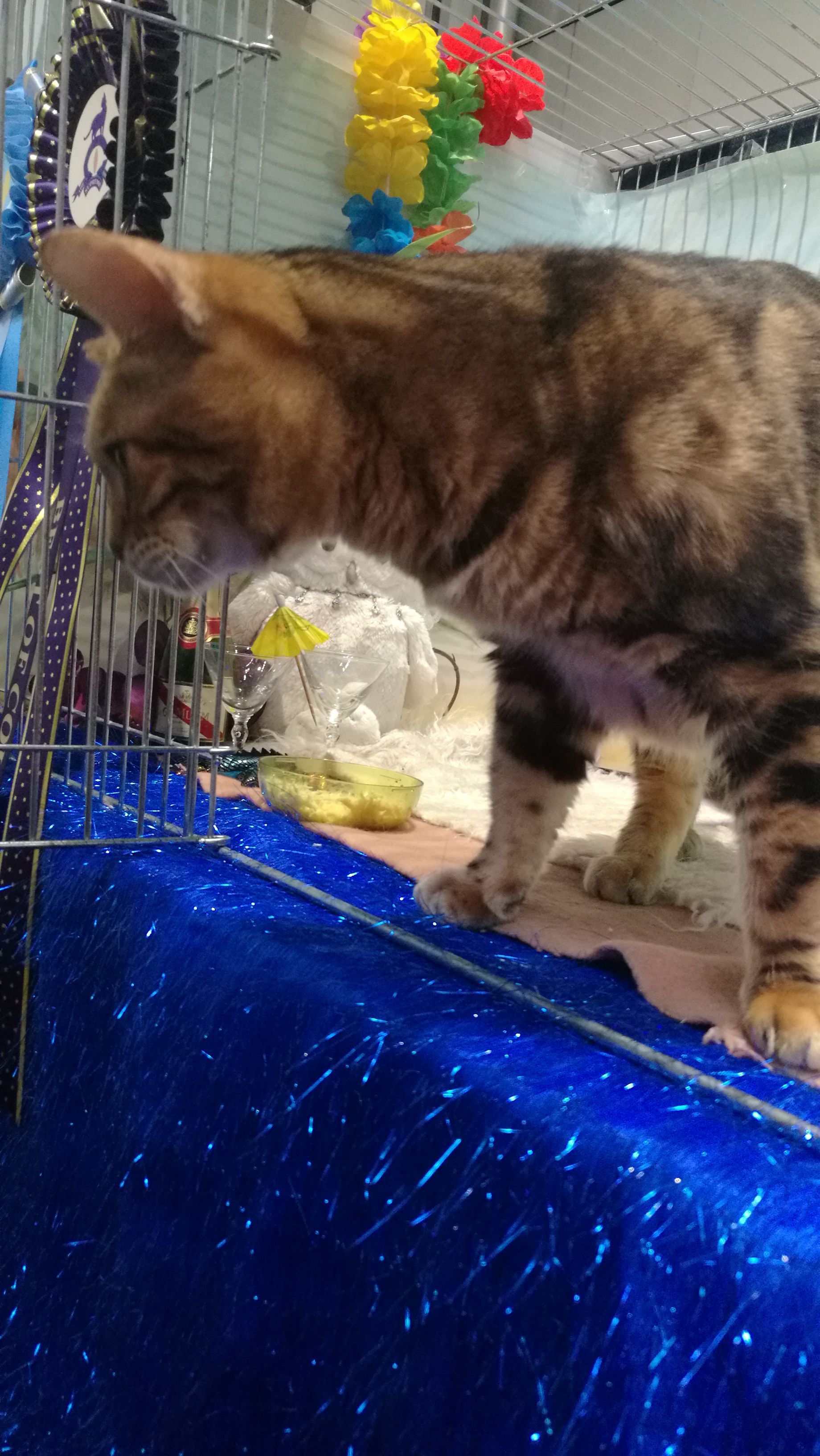 pure black比赛现场穿白大褂的就是judge真正的英国柴郡猫笼子也布置