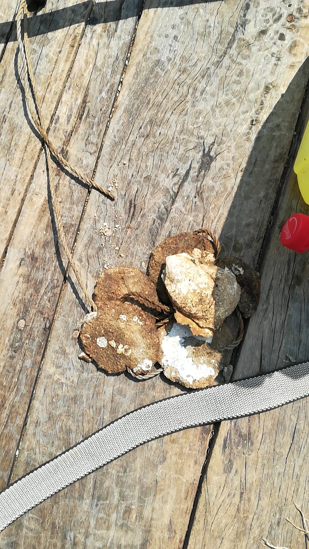 【认真做鱼系列60】鹤针 失踪经历