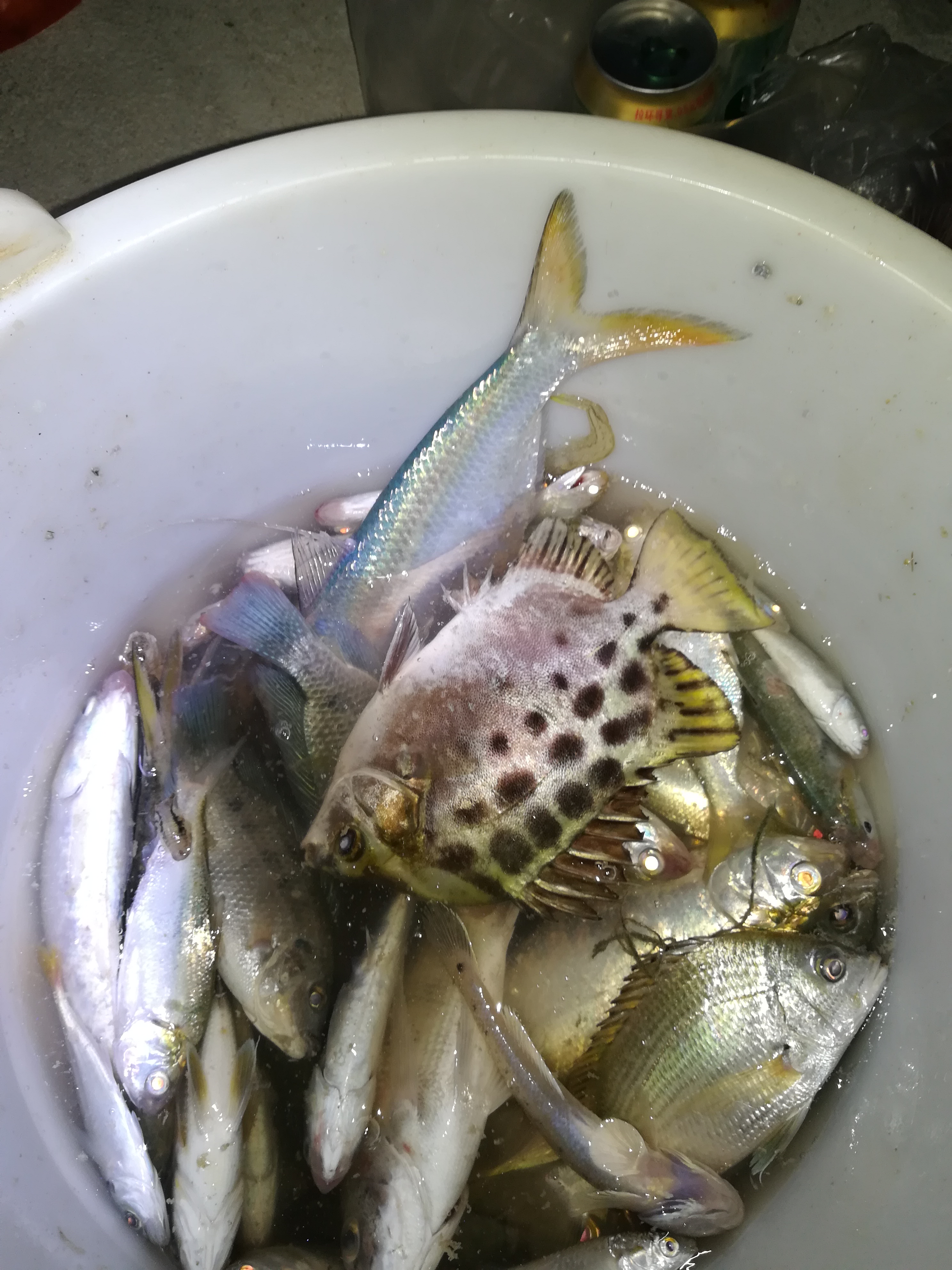 【认真做鱼系列60】鹤针 失踪经历