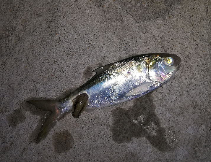 【认真做鱼系列60】鹤针 失踪经历