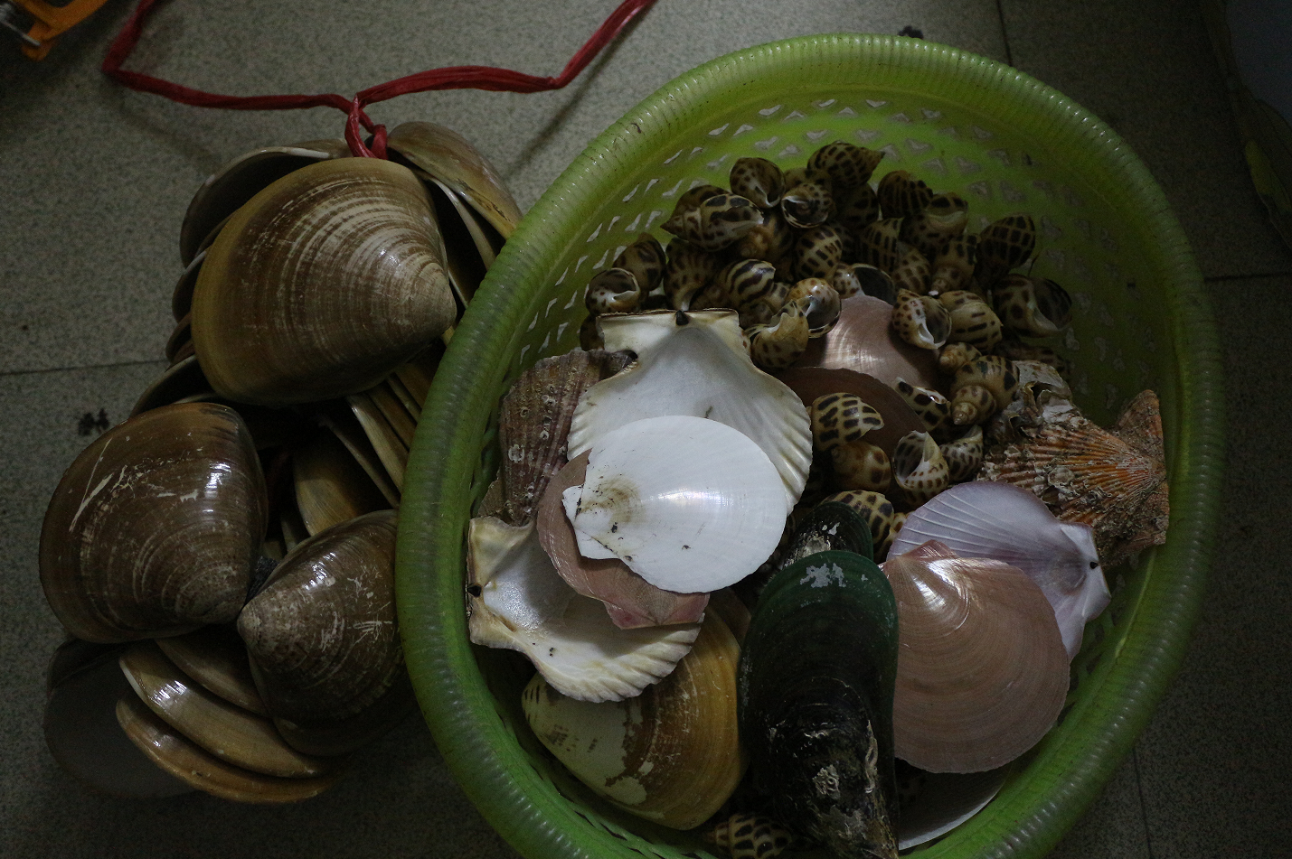 【认真做鱼系列63】东风螺 - acfun弹幕视频网 - 认真你就输啦 (?ω?