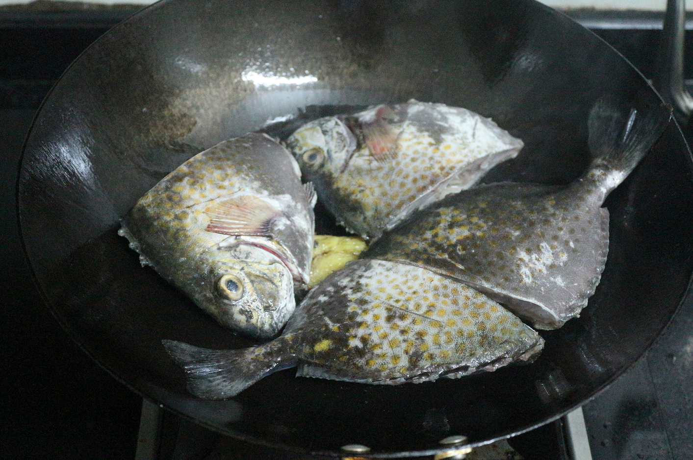 本地叫金鼓(像金鼓鱼)芒(本地蓝子鱼叫泥芒),百科上好像是点篮子鱼