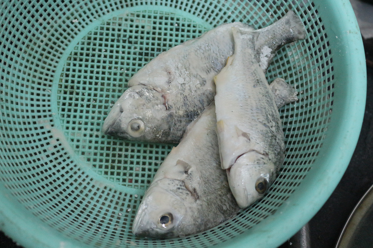 认真做鱼系列73黄鳍鲷白鲷别人钓的