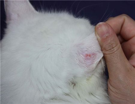 正经干货猫咪患猫癣毛囊炎的症状及治疗方法