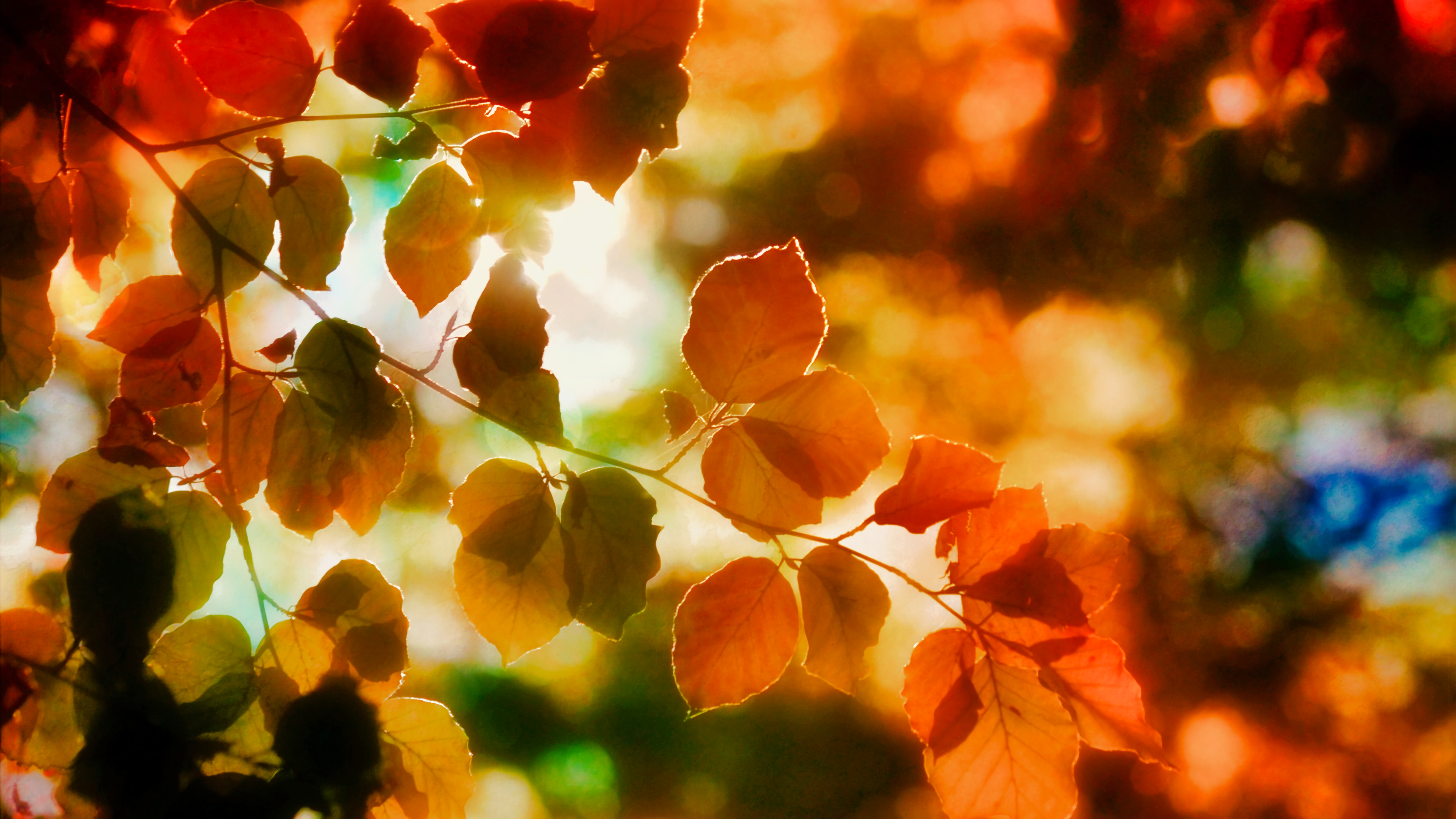 人工智能极致4k秋天森林风景4k壁纸大放送