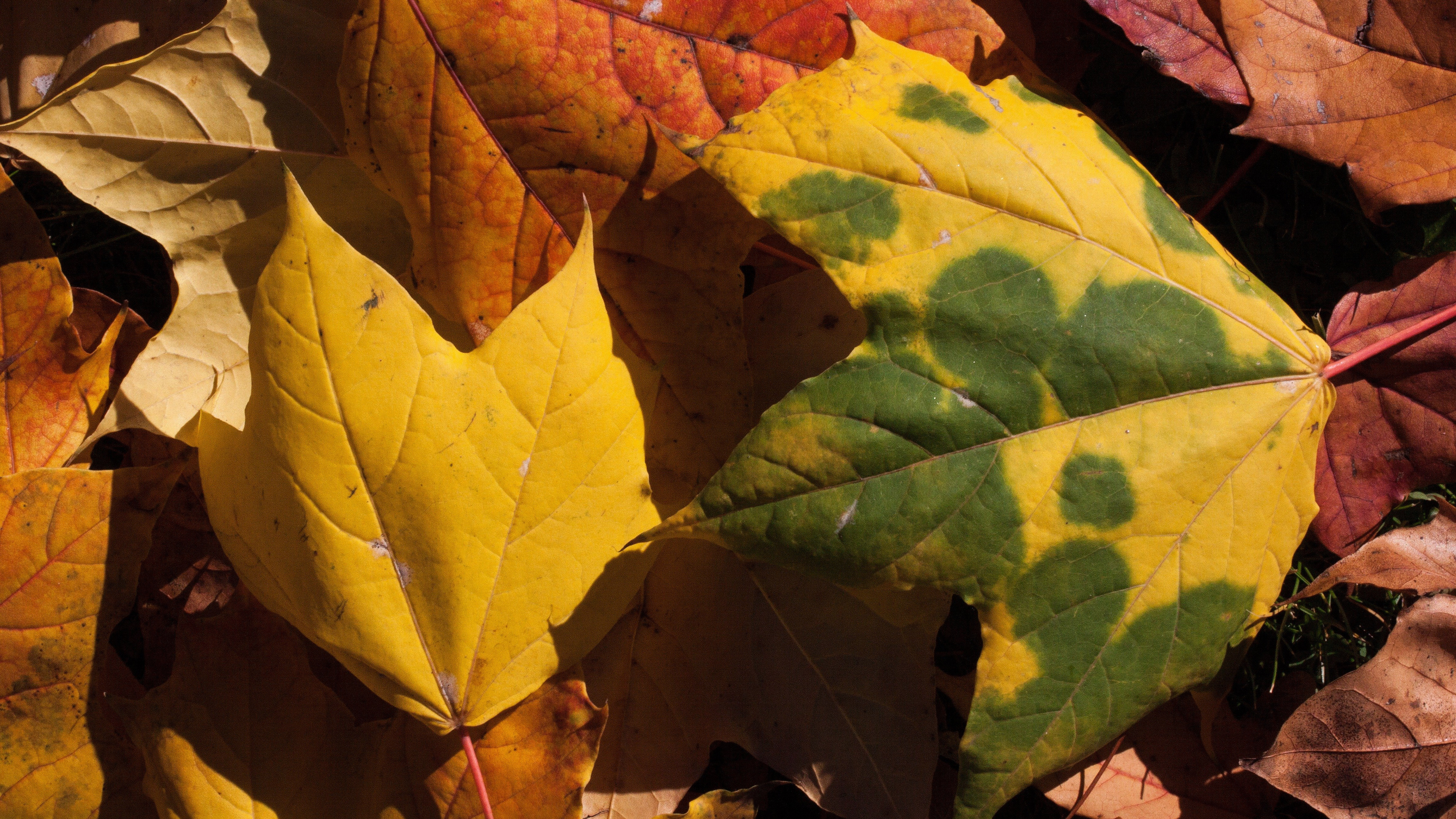 美丽的秋天金黄的树叶也可以这样美