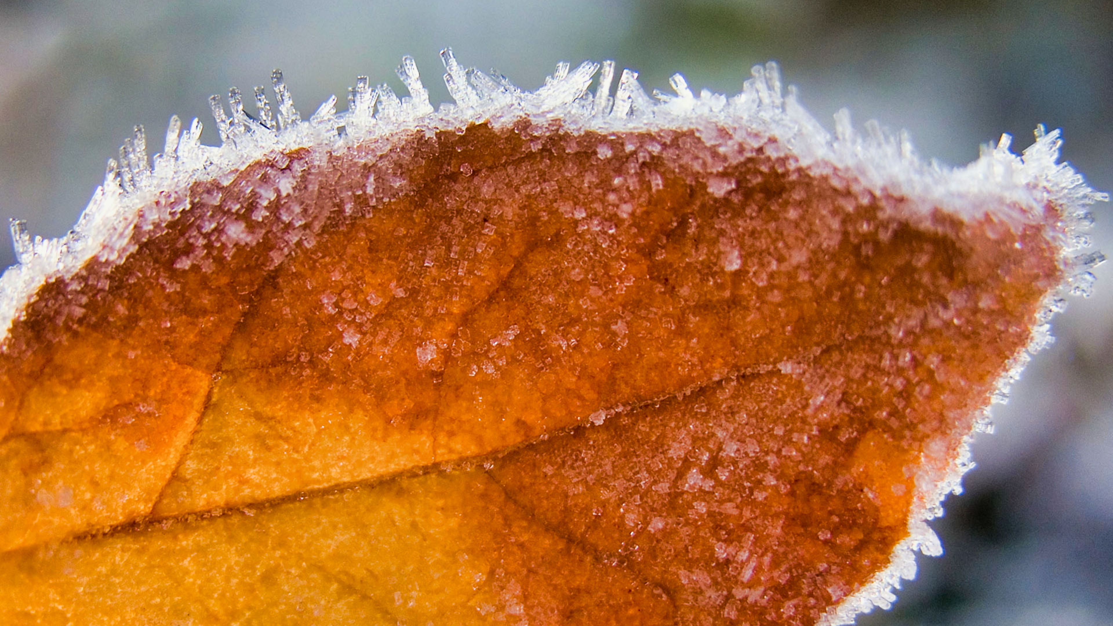 人工智能极致4k秋天森林风景4k壁纸大放送