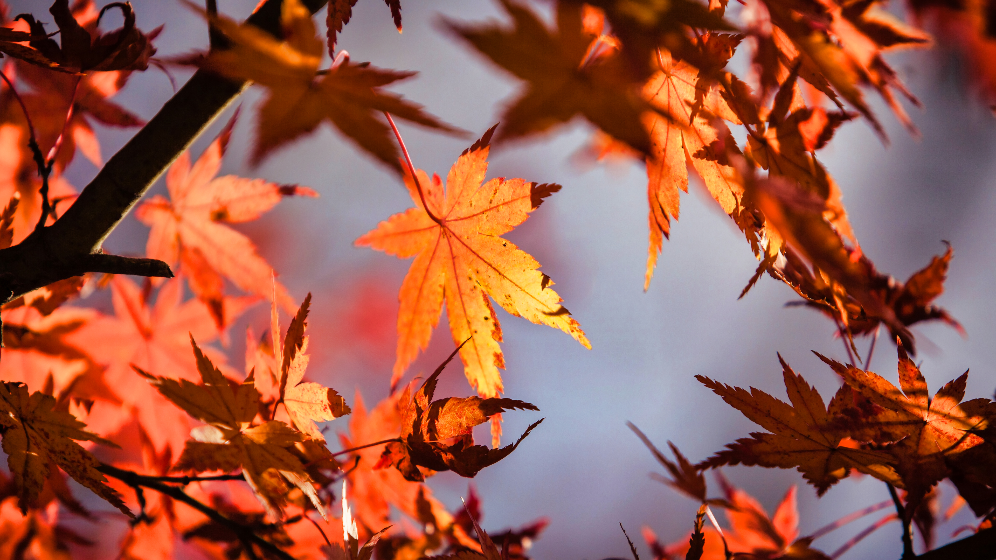人工智能极致4k秋天森林风景4k壁纸大放送