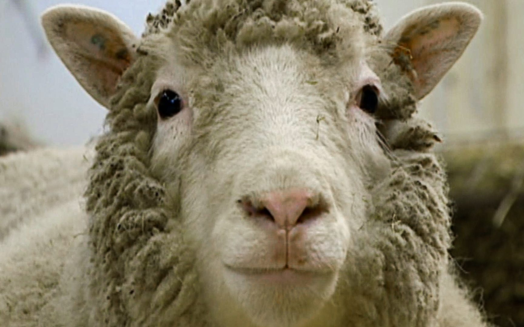 bbc.多莉:改变世界的克隆羊.2021[高清][英字]