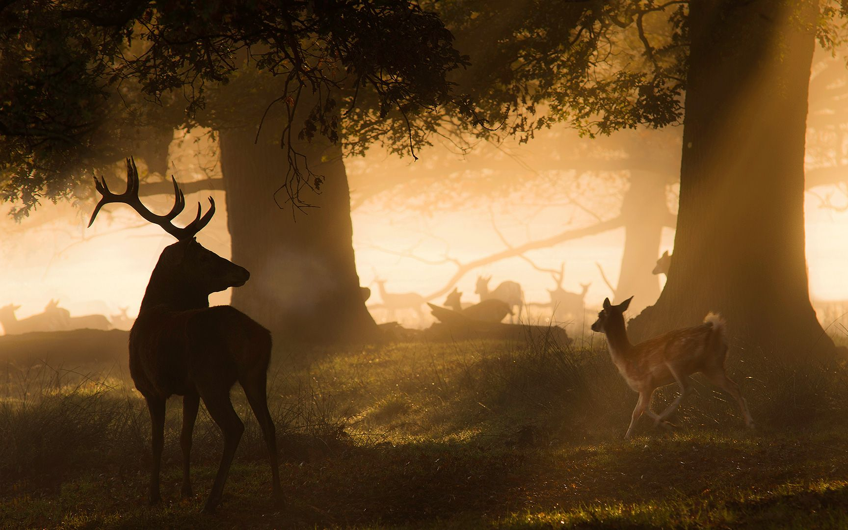 新森林:王室狩猎场.2021[高清][英文]