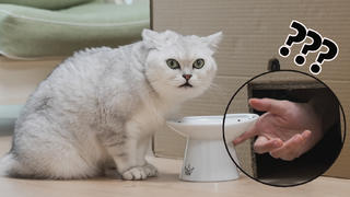 在猫咪干饭时偷走食物!猫:变成空气?