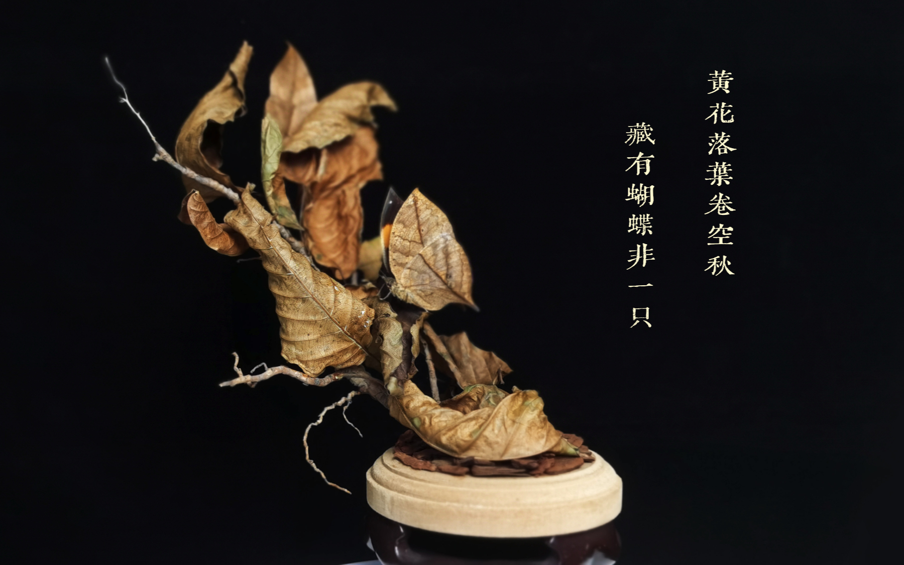 罕见的枯叶蝶标本制作,更惊艳的是反差巨大的蝶翅背面!