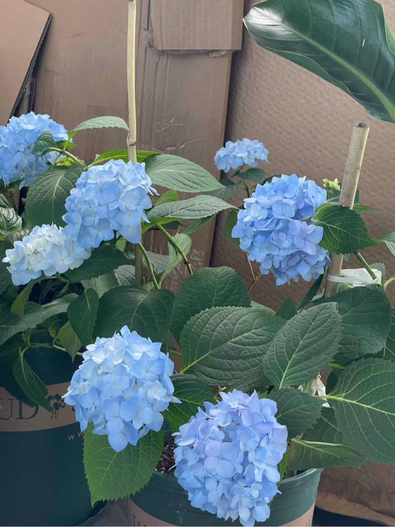 在a站养花的第二年 在a站养花的第二年